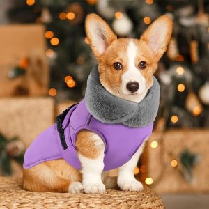 71bdhPe9X2L._AC_SX679_